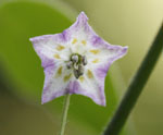 Cumari Pollux